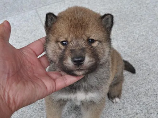 四国犬のサムネイル画像2