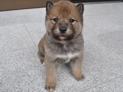 四国犬のサムネイル画像3