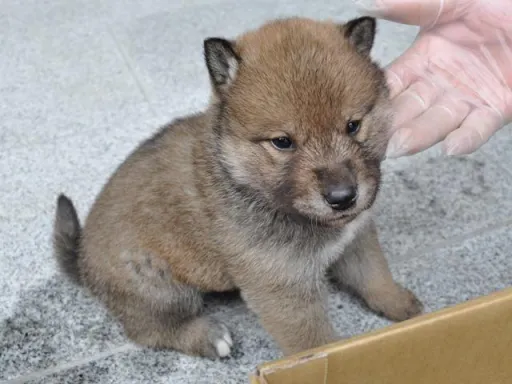 四国犬のサムネイル画像4