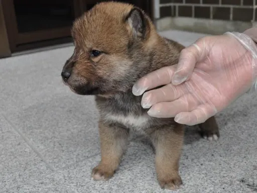 四国犬のサムネイル画像5