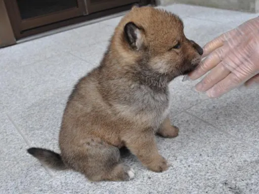 四国犬のサムネイル画像6