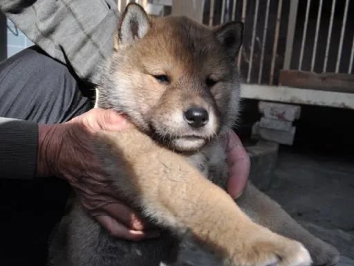 四国犬のサムネイル画像7
