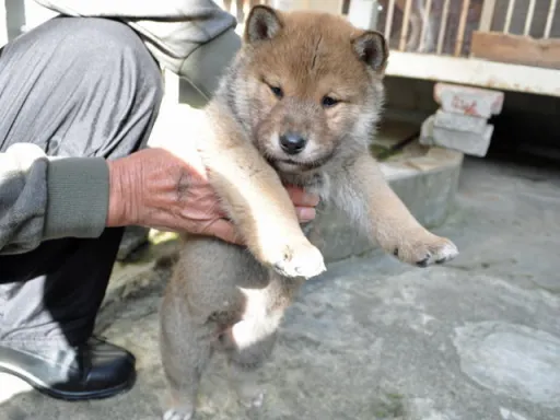 四国犬のサムネイル画像8