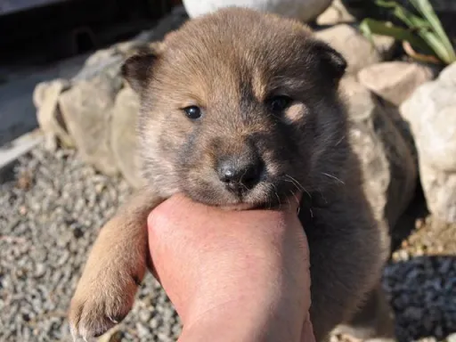 四国犬のサムネイル画像1