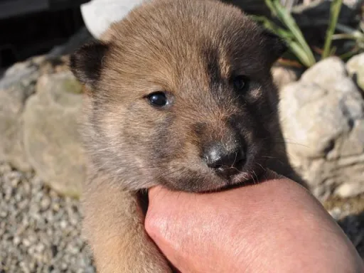 四国犬のサムネイル画像2