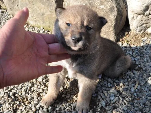 四国犬のサムネイル画像3
