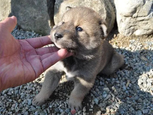 四国犬のサムネイル画像4