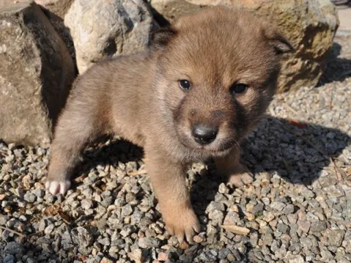 四国犬のサムネイル画像5