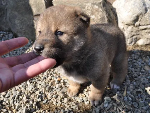 四国犬のサムネイル画像6