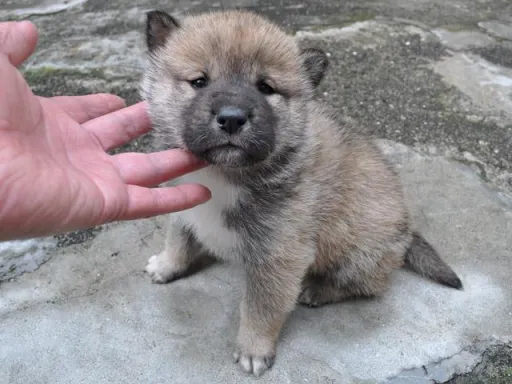 四国犬のサムネイル画像1