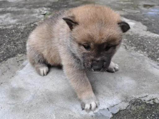 四国犬のサムネイル画像2