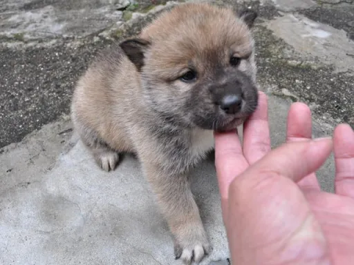 四国犬のサムネイル画像3