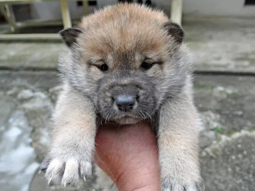 四国犬のサムネイル画像4