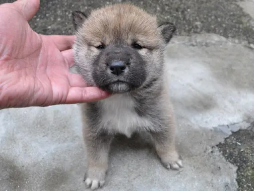 四国犬のサムネイル画像5