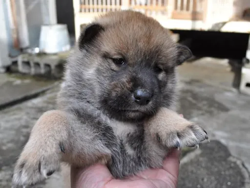 四国犬のサムネイル画像1