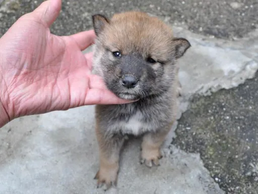 四国犬のサムネイル画像2