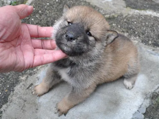 四国犬のサムネイル画像3