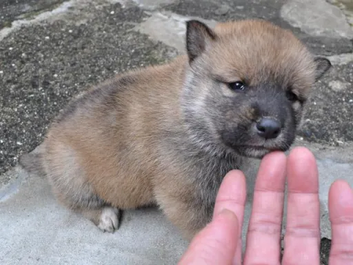 四国犬のサムネイル画像4