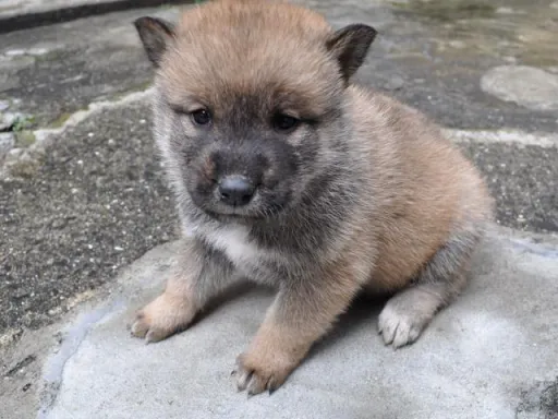 四国犬のサムネイル画像5