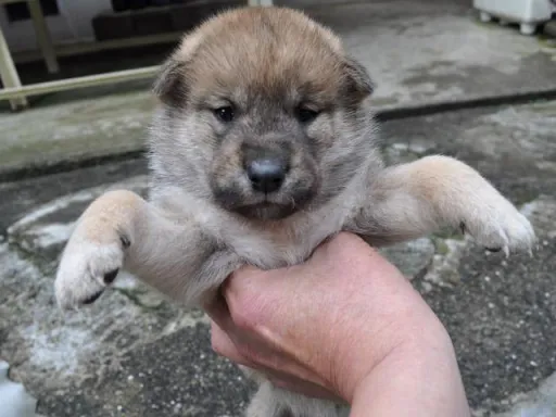 四国犬のサムネイル画像1