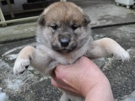 四国犬の子犬販売