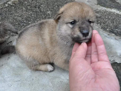 四国犬のサムネイル画像3