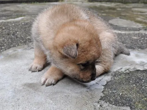 四国犬のサムネイル画像4