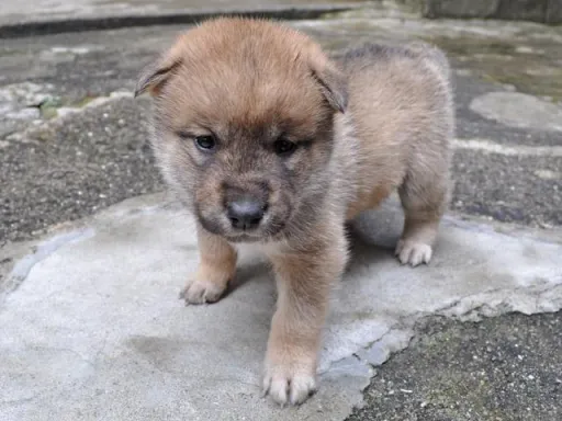 四国犬のサムネイル画像5