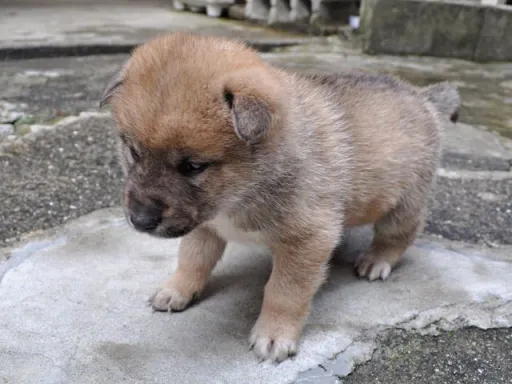 四国犬のサムネイル画像6