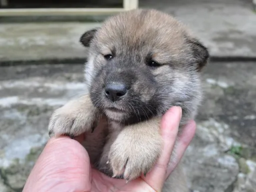 四国犬のサムネイル画像1