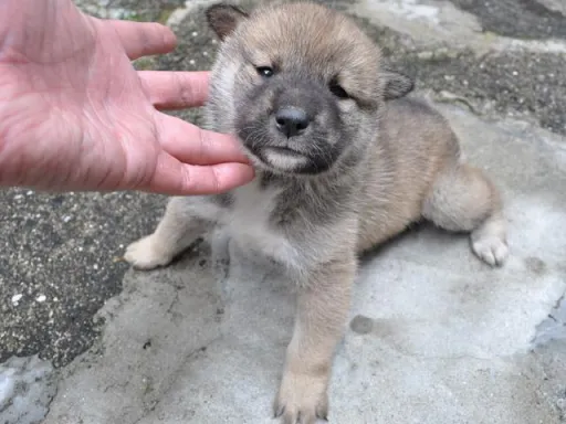 四国犬のサムネイル画像2