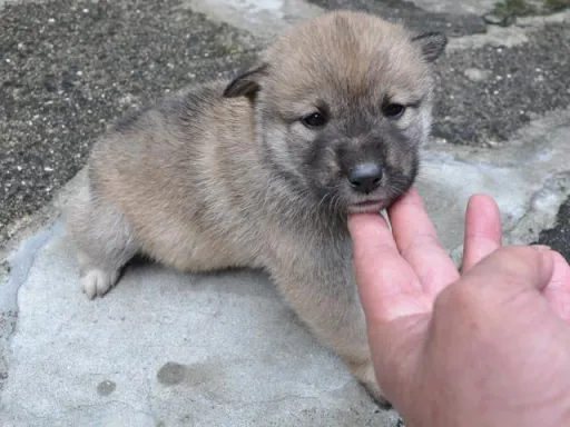 四国犬のサムネイル画像3