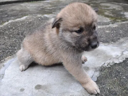 四国犬のサムネイル画像4