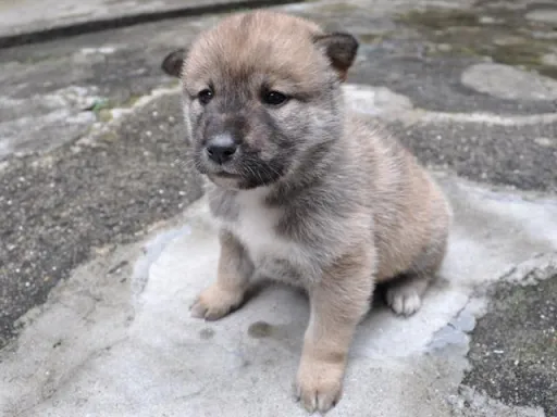 四国犬のサムネイル画像5