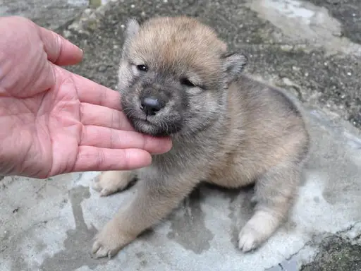 四国犬の子犬販売