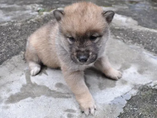 四国犬のサムネイル画像2