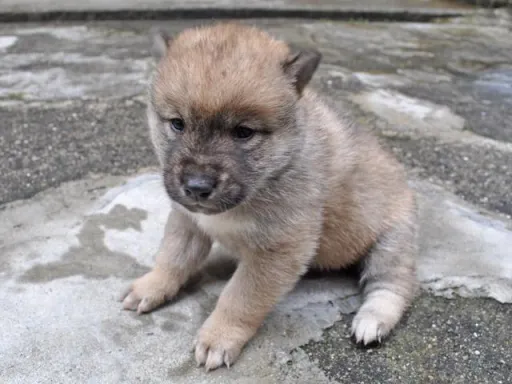 四国犬のサムネイル画像3