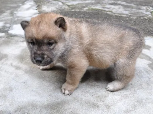 四国犬のサムネイル画像4