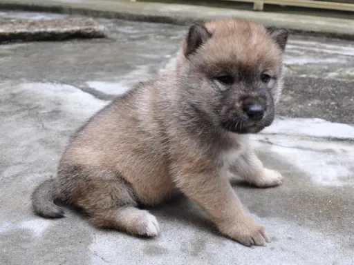 四国犬のサムネイル画像5