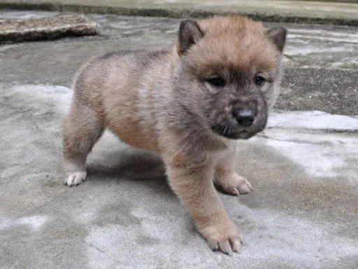 四国犬のサムネイル画像6