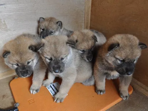 四国犬のサムネイル画像7