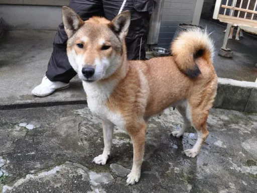 四国犬のサムネイル画像8