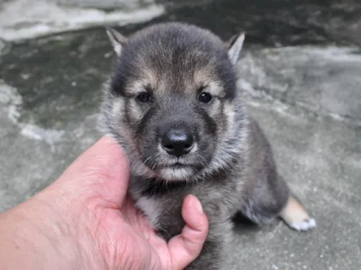 四国犬のサムネイル画像1