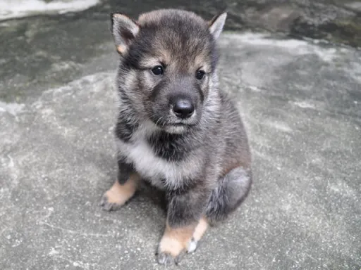 四国犬のサムネイル画像2