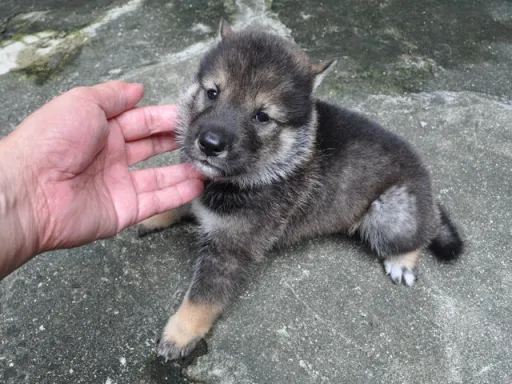 四国犬のサムネイル画像3