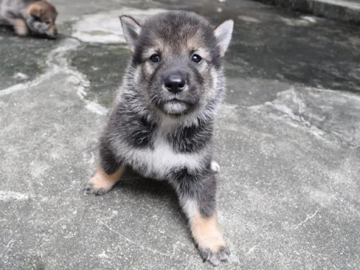 四国犬のサムネイル画像5