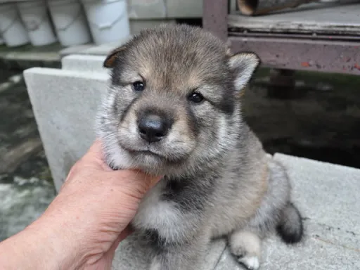 四国犬のサムネイル画像2