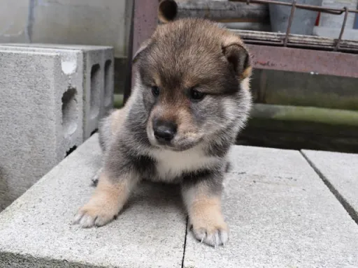 四国犬のサムネイル画像3