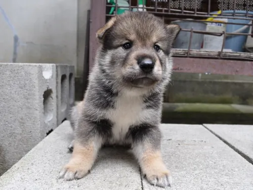 四国犬のサムネイル画像4