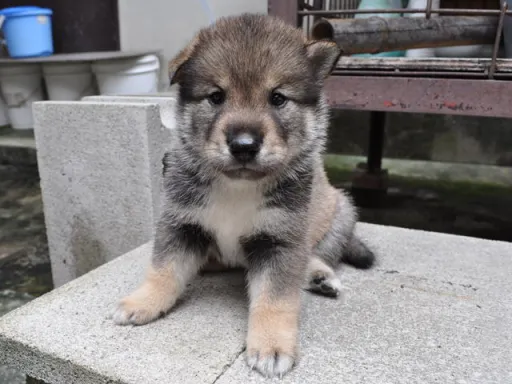 四国犬のサムネイル画像5